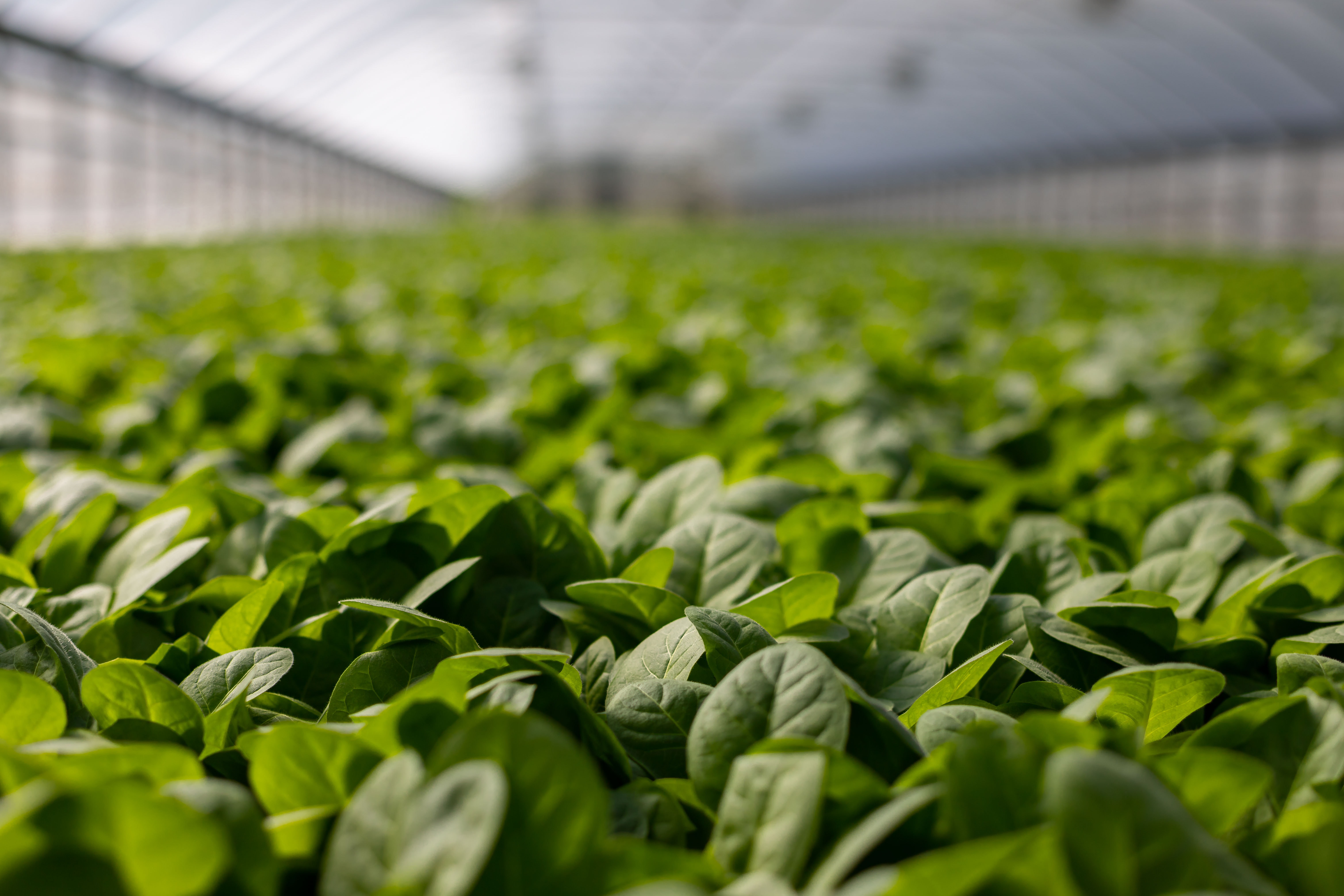 Seomak's Quality Approach in Greenhouse and Agricultural Technology