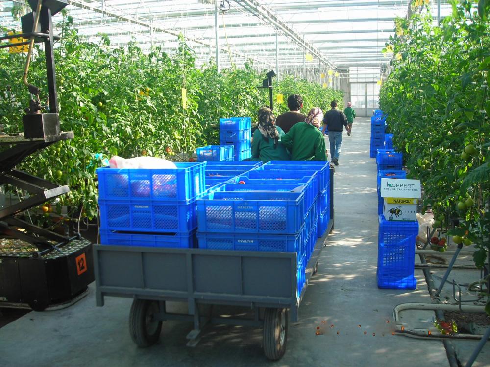 RO-01 / Greenhouse Trolley Carts